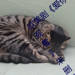 欧美剧《爱(ài)你恨你(nǐ)更想(xiǎng)你高清(qīng)国语版免(miǎn)费观看》未删减在线(xiàn)