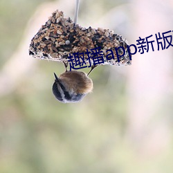 趣播app新版下載