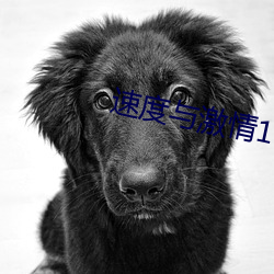 速度与激情10在线观看完整