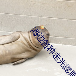 海(hǎi)边各种走(zǒu)光露黑(hēi)毛