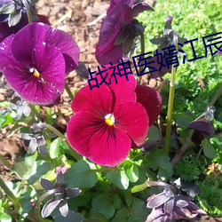 戰神醫婿江辰