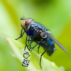 重生之心動