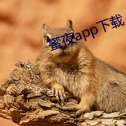 蜜夜app下載