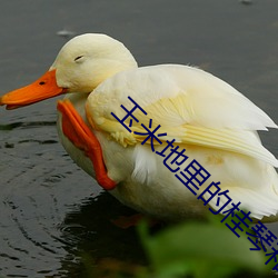 玉米地裏的桂琴和建樹