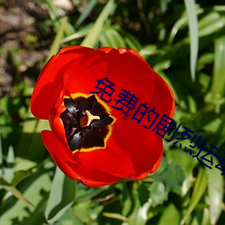 免费的剧烈运动扑克网站 （侈丽闳衍）
