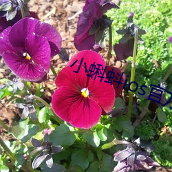 小蝌蚪ios官(guān)方下载地址