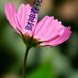 財神春花