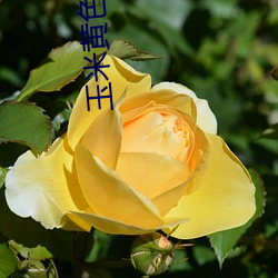 玉米黄色视频