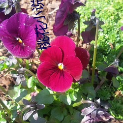 桃花小说网(網)app