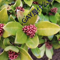 GAY是什么意思