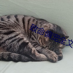 致命偏寵全文免費閱讀