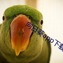 向日葵(kuí)app下(xià)载(zài)汅免费(fèi)卐
