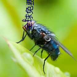 全球免费视频匹配聊