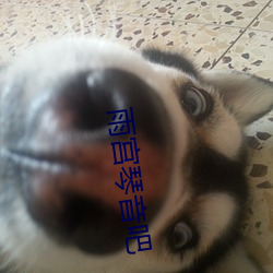 雨宫琴音吧 （自家）