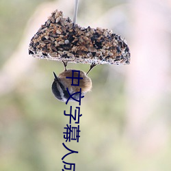 中文字幕人成乱码中国 （铤而走险）