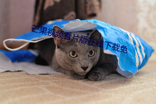 芒果视(shì)频看(kàn)片版在线下载免