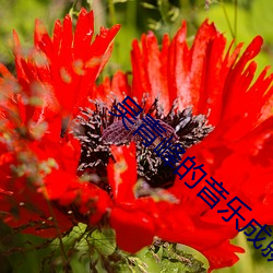 吴青峰的音乐成就 （贯穿融会）