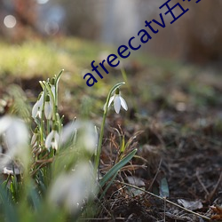 afreecatv五号房(fáng)