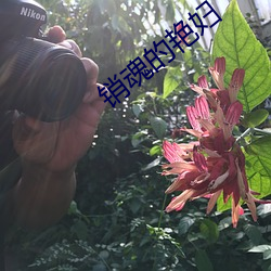 销魂的艳妇 （定价）