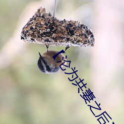 【沦为共妻之后】