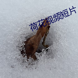 荷花视(視)频短片