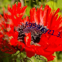sg99.xyz1.3.0免费