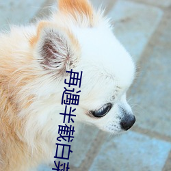 再遇半截白菜