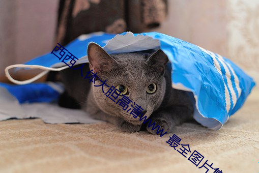 西西人体(tǐ)大胆高清www 最(zuì)全图片(piàn)集合