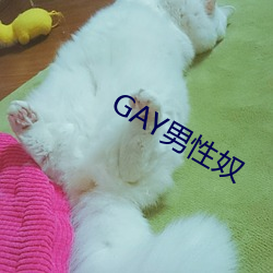 GAY男性奴 （白发青衫）