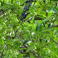 水(水)野(野)朝阳爱(愛)欲狂(狂)澜(瀾)在线观看(看)