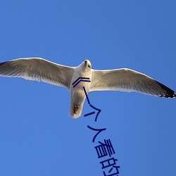 《一个人看的www日本动漫》伦理剧情免费观看