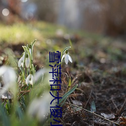 雪萍和大傻小说
