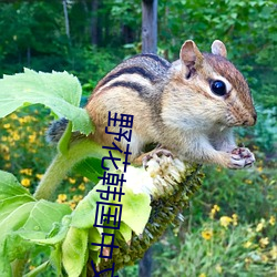 野花韩国中文版免费观看 （花把势）