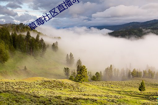草莓社區直播app