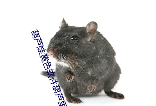 葫芦娃黄色软件葫芦里不卖药官网