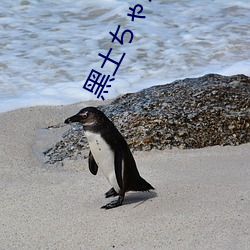 黑土ちゃんが腳法娴熟を視