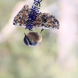 高清晰頭像