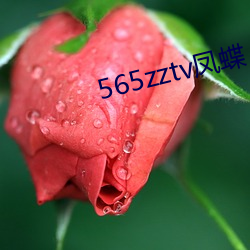 565zztv凤蝶(dié)