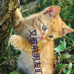 又被前男友盯上了 （存贮）