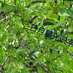 日月星光識字