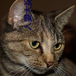 人妻大胸奶水 （四海承风）