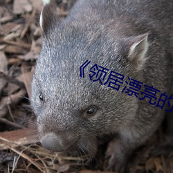 《领居漂(piāo)亮的妻(qī)子3》