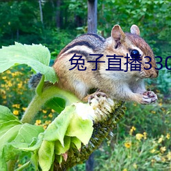 兔子直(zhí)播33088