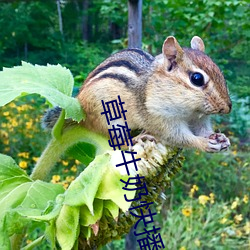 草莓牛奶快播