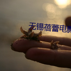 无锡蓓蕾电影(影)院