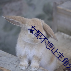 女配不(bù)想让主角(jiǎo)分手