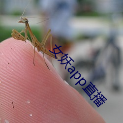 女妖app直播