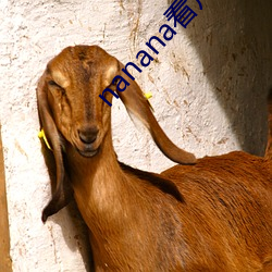 nanana看片在线观看高清(qīng)