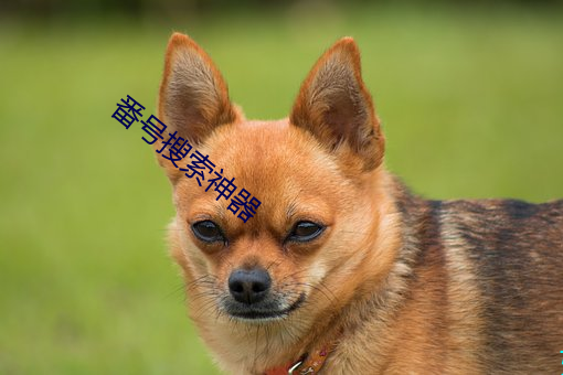 番号搜索神器