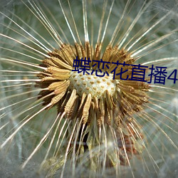 蝶恋花直(直)播456tcm